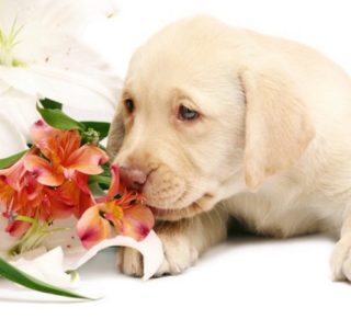 犬に危険なユリ科の植物！中毒症状や対処法って？