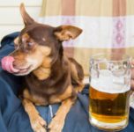 <span class="title">犬にアルコールはダメ！誤飲の時の対処方法って？</span>