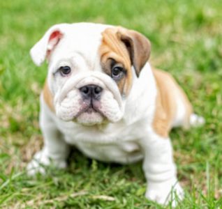 犬の交配！方法から成功確率！料金は？