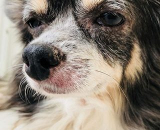 犬のアレルギー！症状や原因って？