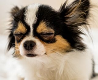 犬の脳梗塞！症状や原因、治療法って？