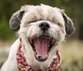 犬がくしゃみ！考えられる原因や病気のリスクって？