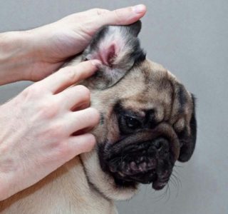 犬の外耳炎！症状や原因、対処法って？