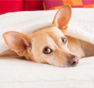 犬が仮病！見分け方や対処法って？