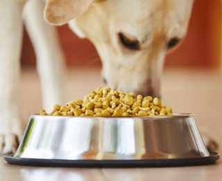 犬に必要な食事量とカロリー！計算方法って？