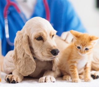 犬に血液検査！注意事項や結果の見方って？