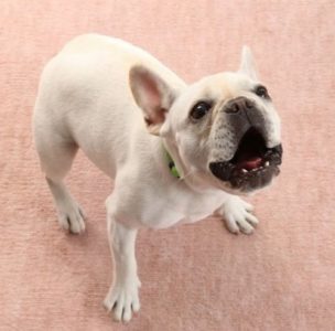 犬が興奮！理由と落ち着かせ方法って？