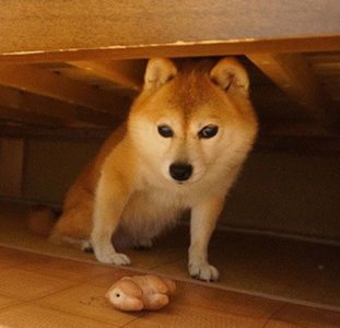 犬が雷を怖がる！パニックにならない対策って？