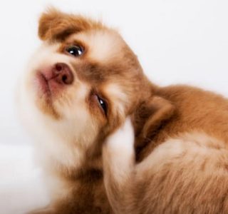 犬のヒゼンダニ(疥癬虫)症！症状や治療方法って？