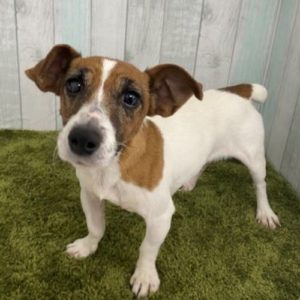 犬がバジルを食べても大丈夫？