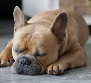 犬がいびきをかく！考えられる原因って？