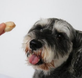 犬にホタテを与えても大丈夫！