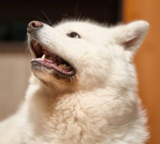 犬の膀胱結石！原因や治療法、食事療法について！