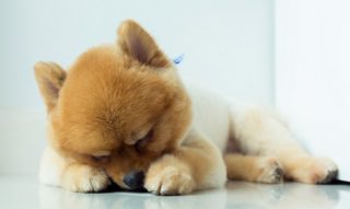 犬にエアコン(クーラー)！つけっぱなしでいいの？