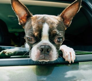 犬が車酔い！症状とご飯のタイミングって？