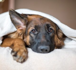 犬の拡張型心筋症！症状や原因、予防法って？