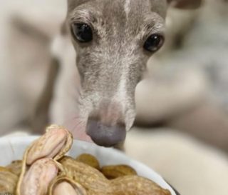 犬にピーナッツを与えても大丈夫！