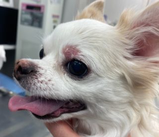 犬の皮膚糸状菌症！感染経路や症状、治療法って？