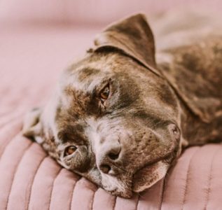 犬の突然死（急死）！考えられる原因って？