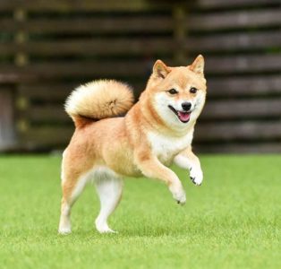 愛犬の健康は腸から！腸内環境を整えるヒケツって？