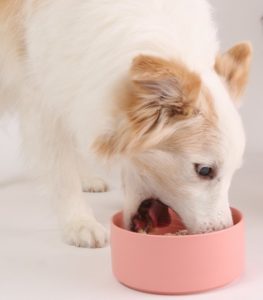 ウェットフードは歯に悪い！本当なの？