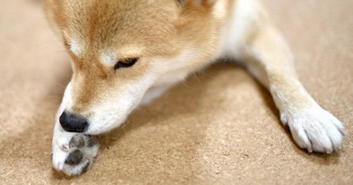 犬の指間炎！症状や原因、治療法って？
