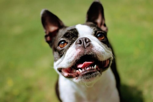 犬にびわを与えても大丈夫!注意点は?