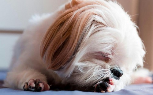 犬の指間炎！症状や原因、治療法って？
