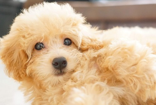 犬の中耳炎！症状や原因、治療法って？
