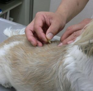 犬の鍼灸治療！注意点や、効果は？
