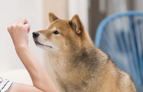 成犬でもしつけはできるの?無駄吠え、噛み癖、トイレなど!